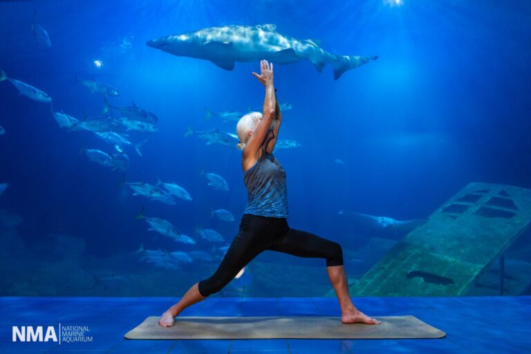 I teach Ashtanga yoga classes in front of the Eddystone Reef tank at the National Marine Aquarium, guiding students through a flowing sequence of poses to build strength, flexibility, and mindfulness.